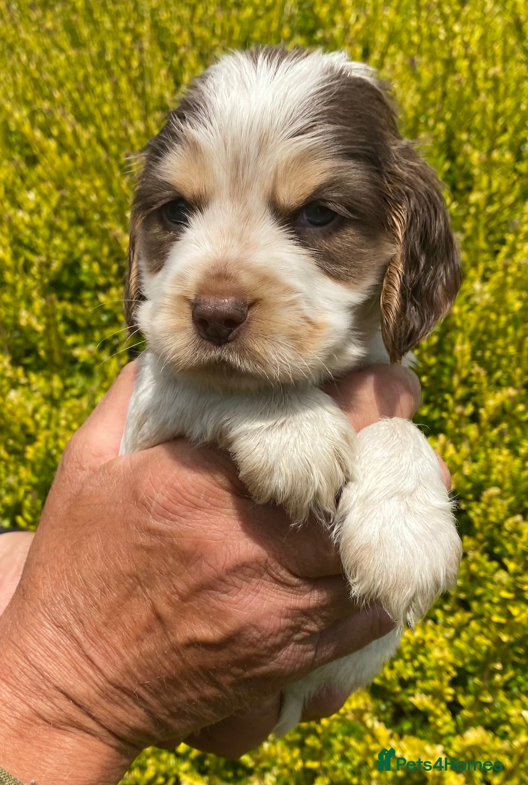 Cocker Spaniel dogs for sale: Adorable Show cocker spaniel puppies - Image 9