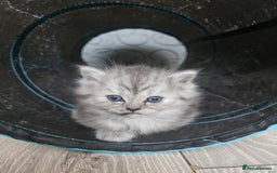 Persian cats for sale: Persian kittens for sale - Image 10