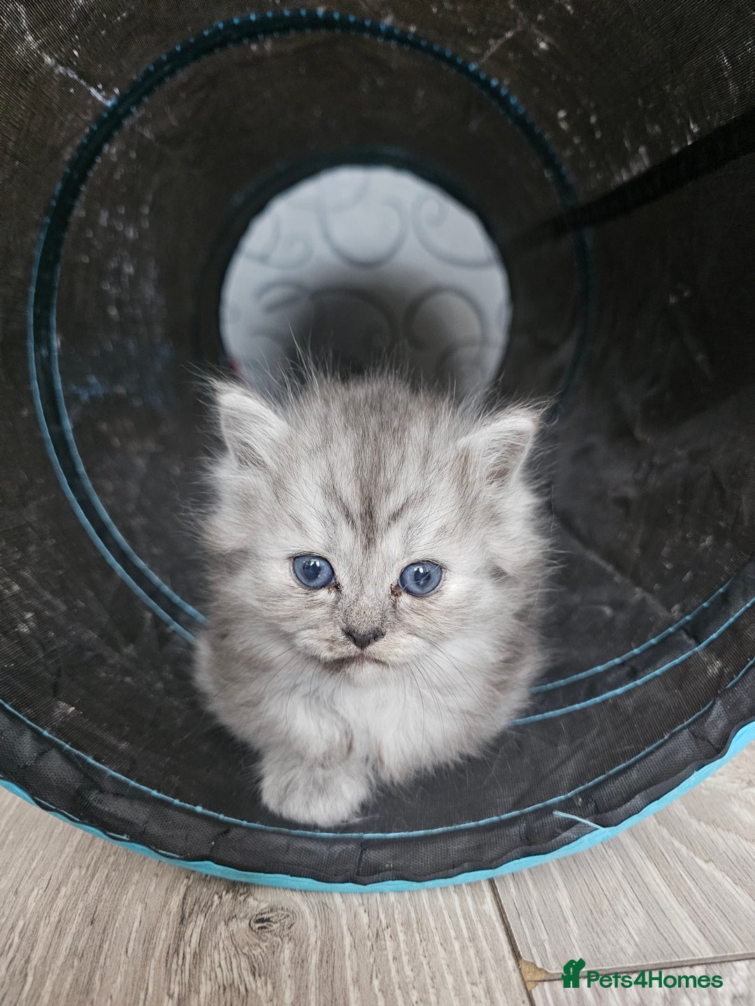 Persian cats for sale: Persian kittens for sale - Image 10