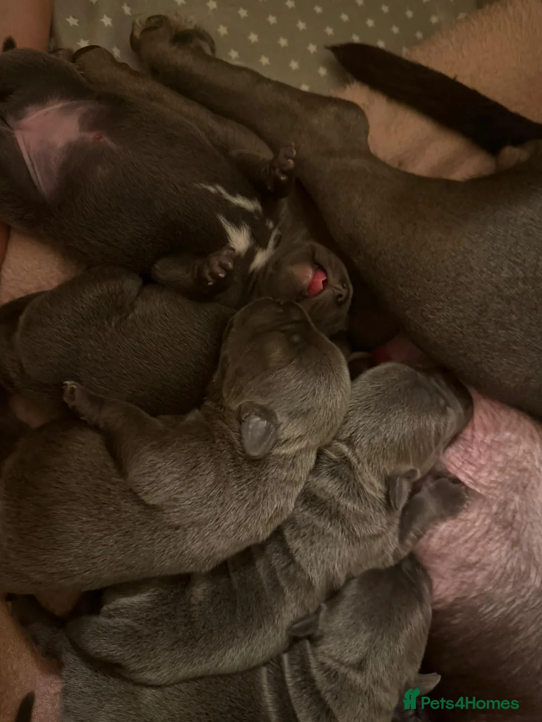 Staffordshire Bull Terrier dogs for sale: SUPERIOR BLUE STAFFORDSHIRE BULL TERRIER PUPS  - Advert 32