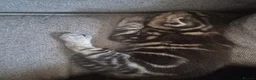 Mixed Breed cats for sale: 2 little beautiful kittens - Advert 7
