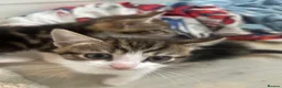 Mixed Breed cats for sale: 4 beautiful playful kittens for sale  - Advert 16