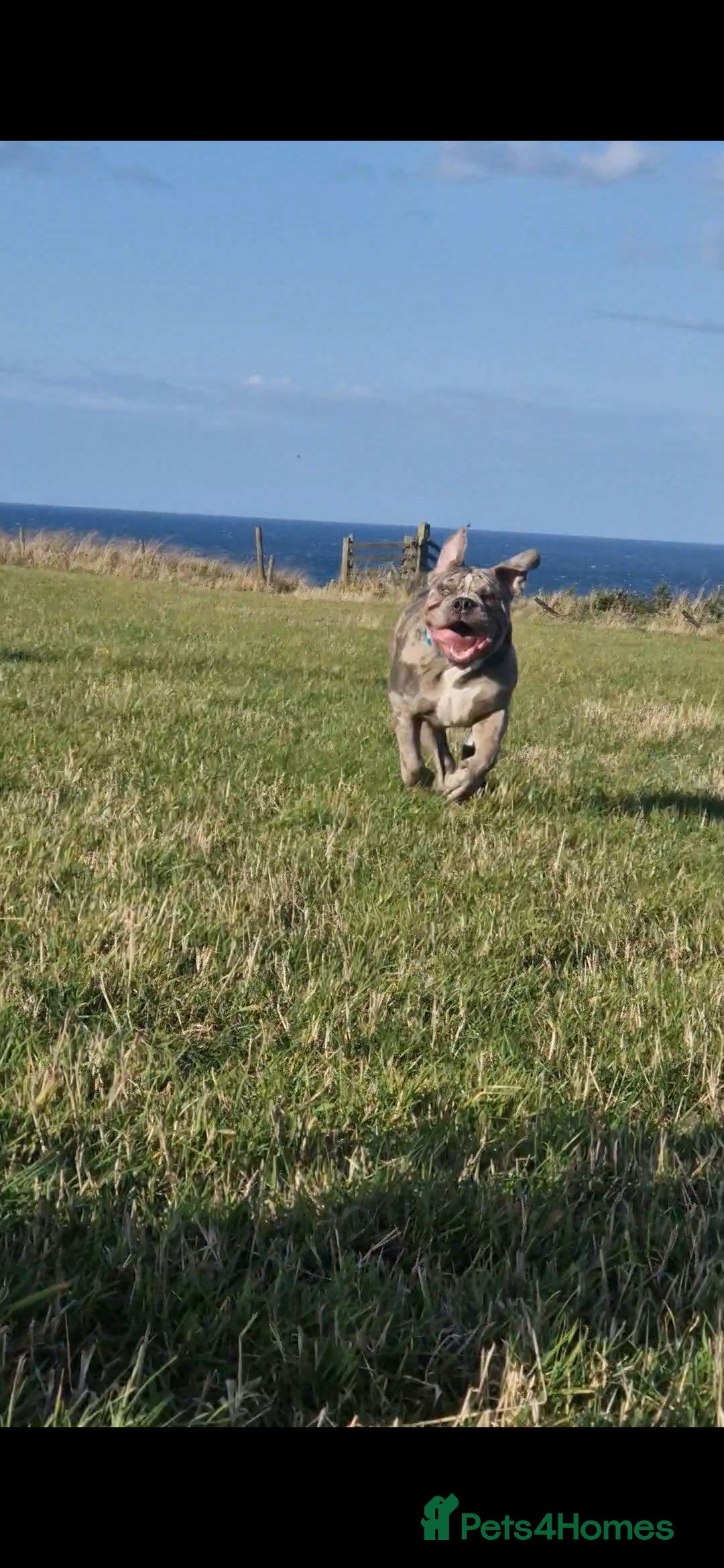 Old Tyme Bulldog dogs for sale: Male Lilac merle old tyme bulldog - Image 5