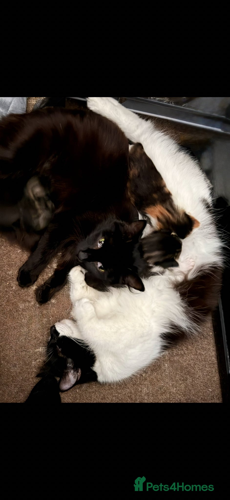 British Longhair cats for sale: adorable British longhair/domestic longhair kitten - Advert 4