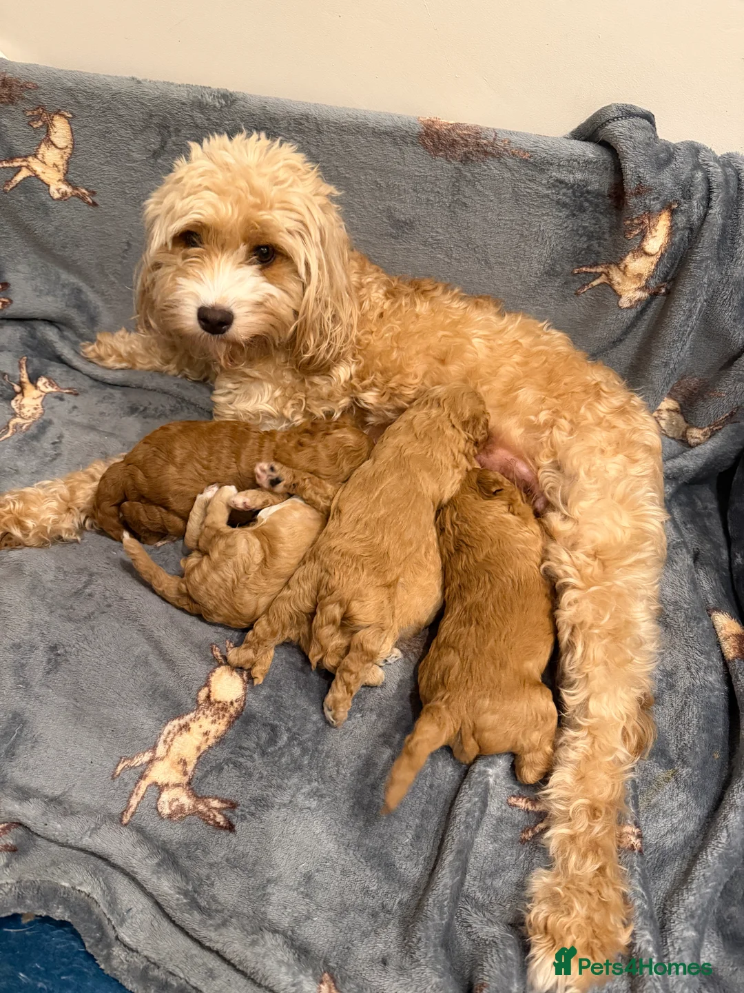 Cavapoochon dogs for sale: Adorable Cavapoochon Puppies - Hypoallergenic ❤️ - Advert 33