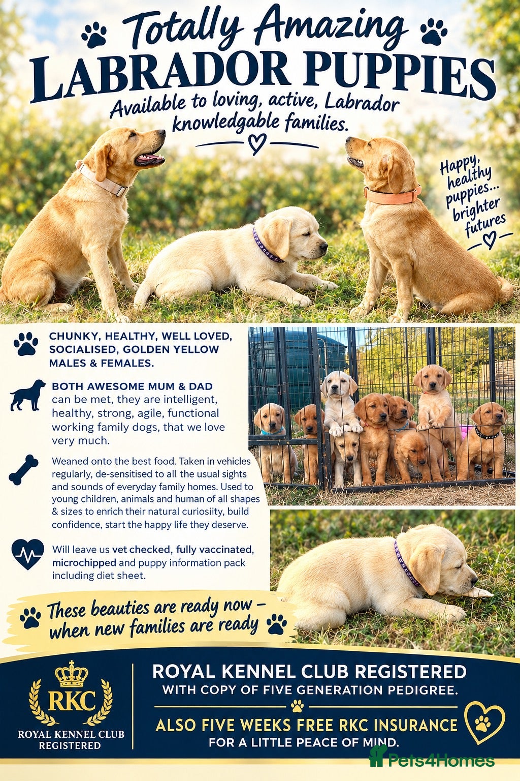 Labrador Retriever dogs RKC REG’D GOLDEN YELLOW BEAUTIFUL LAB PUPS - Advert 1