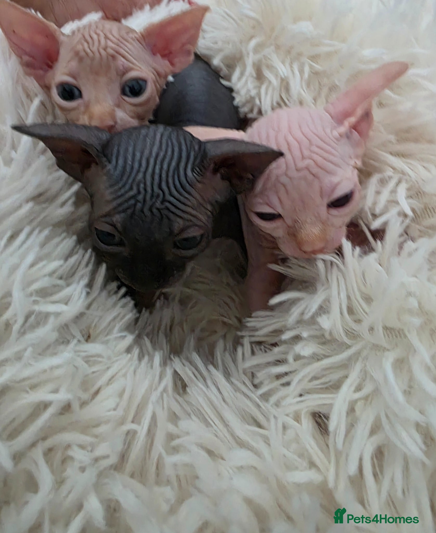 Sphynx cats Beautiful Canadian Sphynx Kittens Available 💎 - Advert 1