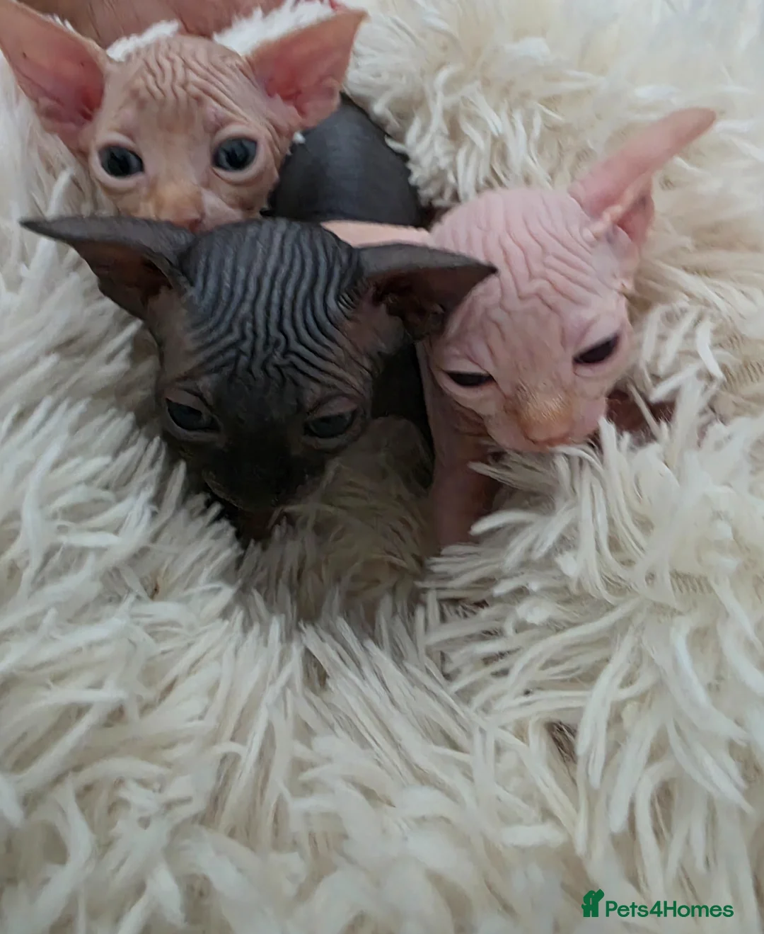 Sphynx cats for sale: Beautiful Canadian Sphynx Kittens Available 💎 - Advert 1