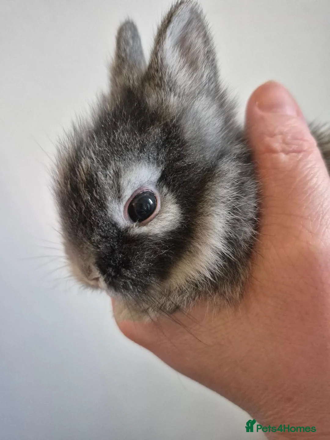 Mixed Breed rabbits for sale:  Lionhead x Netherland Dwarf baby rabbits in Kidderminster - Advert 5
