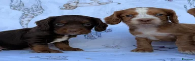 Cocker Spaniel 3
