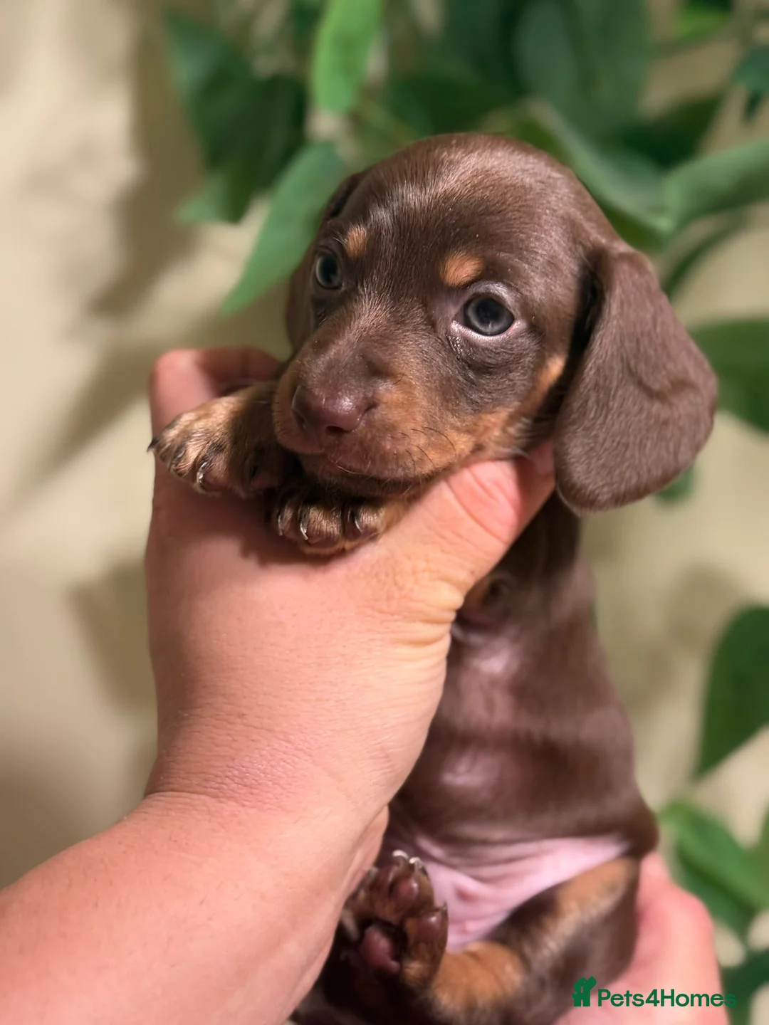 Miniature Dachshund dogs for sale: ⚜️Charming Little Puppies ⚜️ - Advert 2
