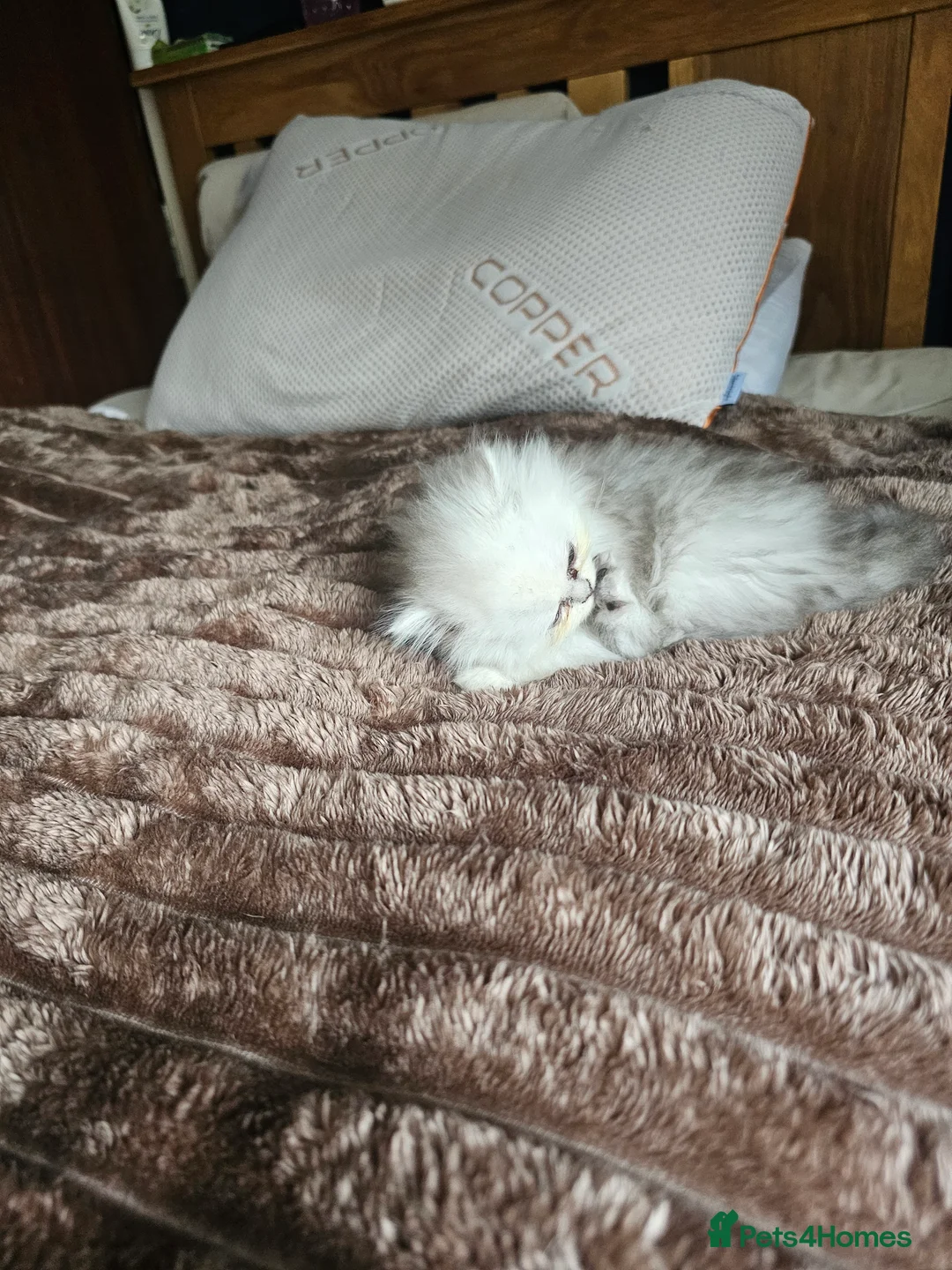 Persian cats for sale: Chinchilla persian female - Advert 6