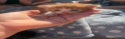 Mixed Breed cats for sale: 4 beautiful kittens for sale - Advert 3