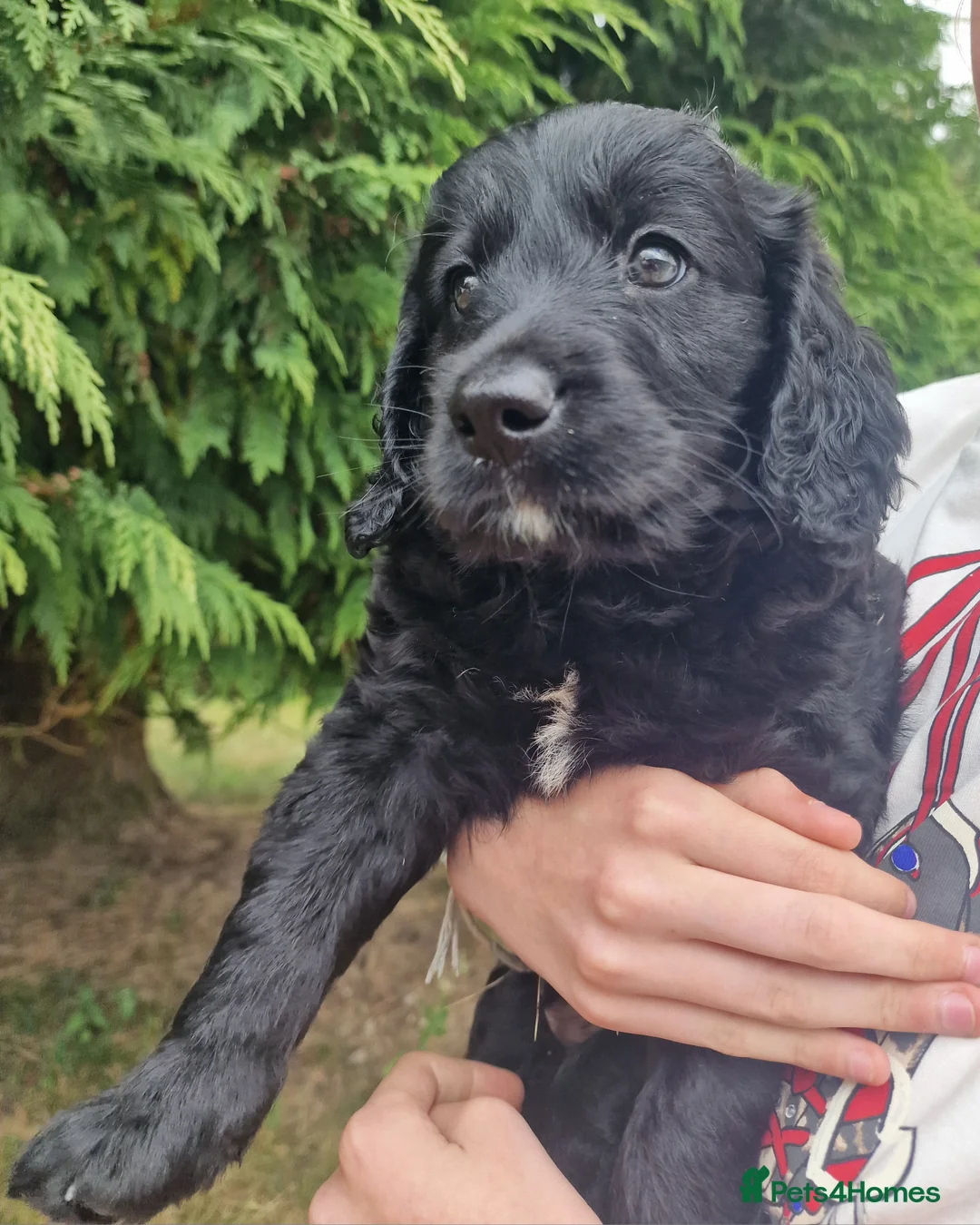 Goldendoodle dogs for sale: Gorgeous Goldendoodle puppies - Advert 1