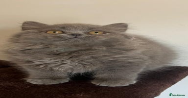 British Shorthair cats - Advert 9
