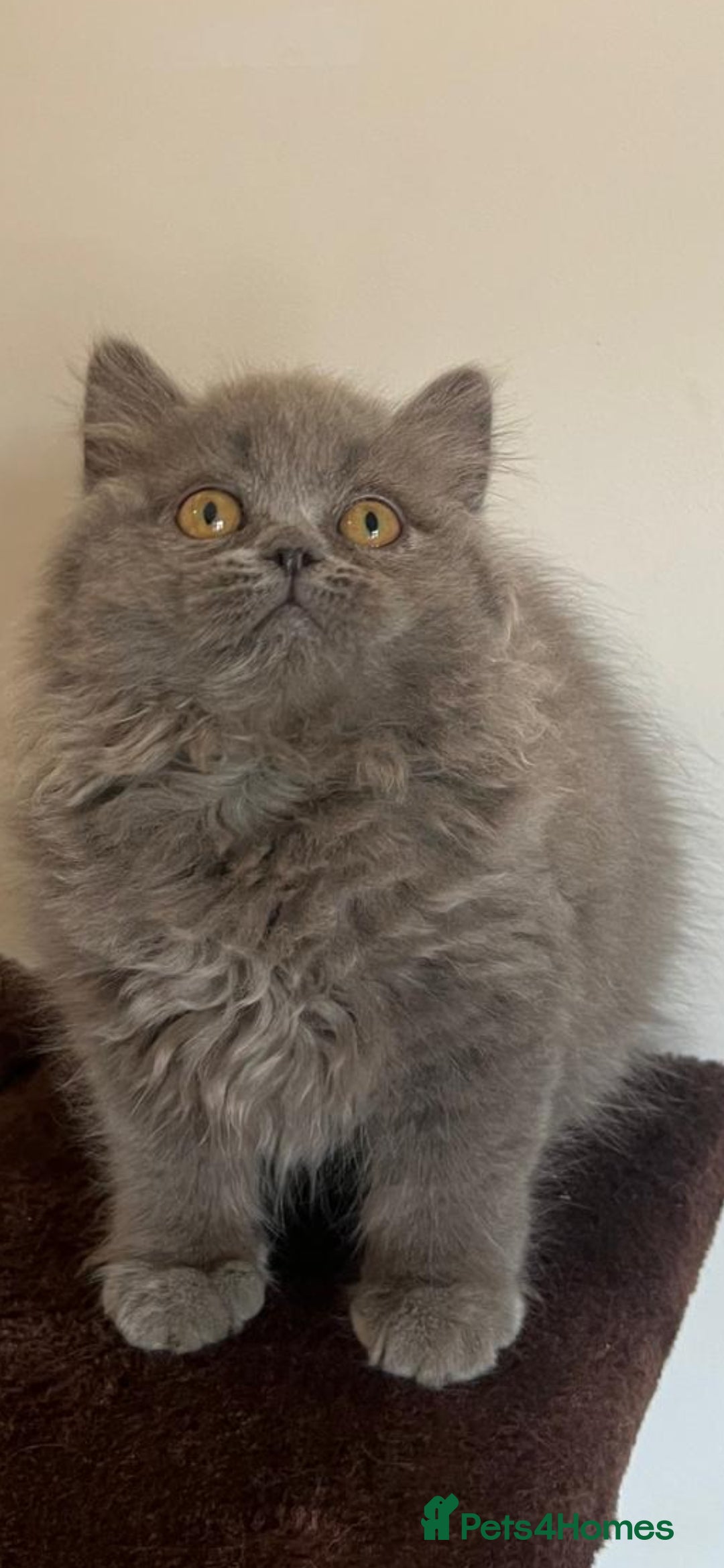British Shorthair cats for sale: Gorgeous Brittsh Kittens Fully Vaccinated  - Image 24