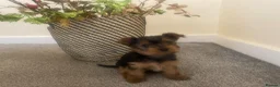 Yorkshire Terrier dogs for sale: 3 female Yorkies.Dad KC registered,Mum pedigree - Advert 21