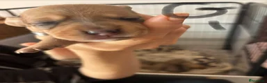 Jackshund 3