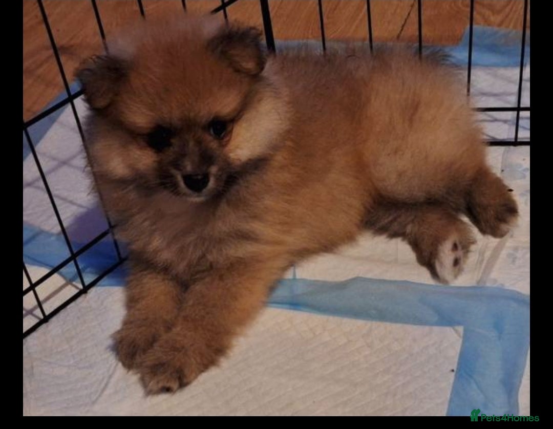 Pomeranian dogs for sale: Pomeranian boy, super fluffy! - Advert 5