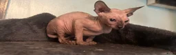 Sphynx cats for sale: Last unique split face girl with elf ears!💛 - Advert 24