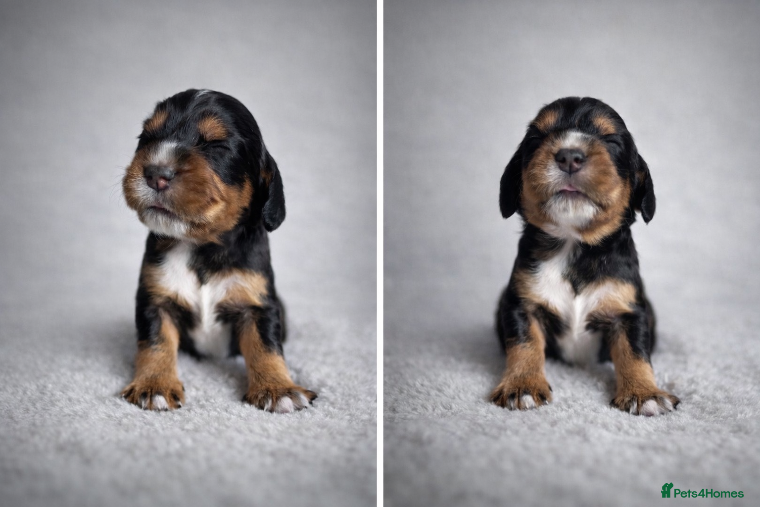 Cocker Spaniel dogs Working Cocker spaniels  - Advert 1