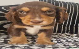 Cocker Spaniel dogs for sale: Cocker spaniels only 3 left  - Image 8