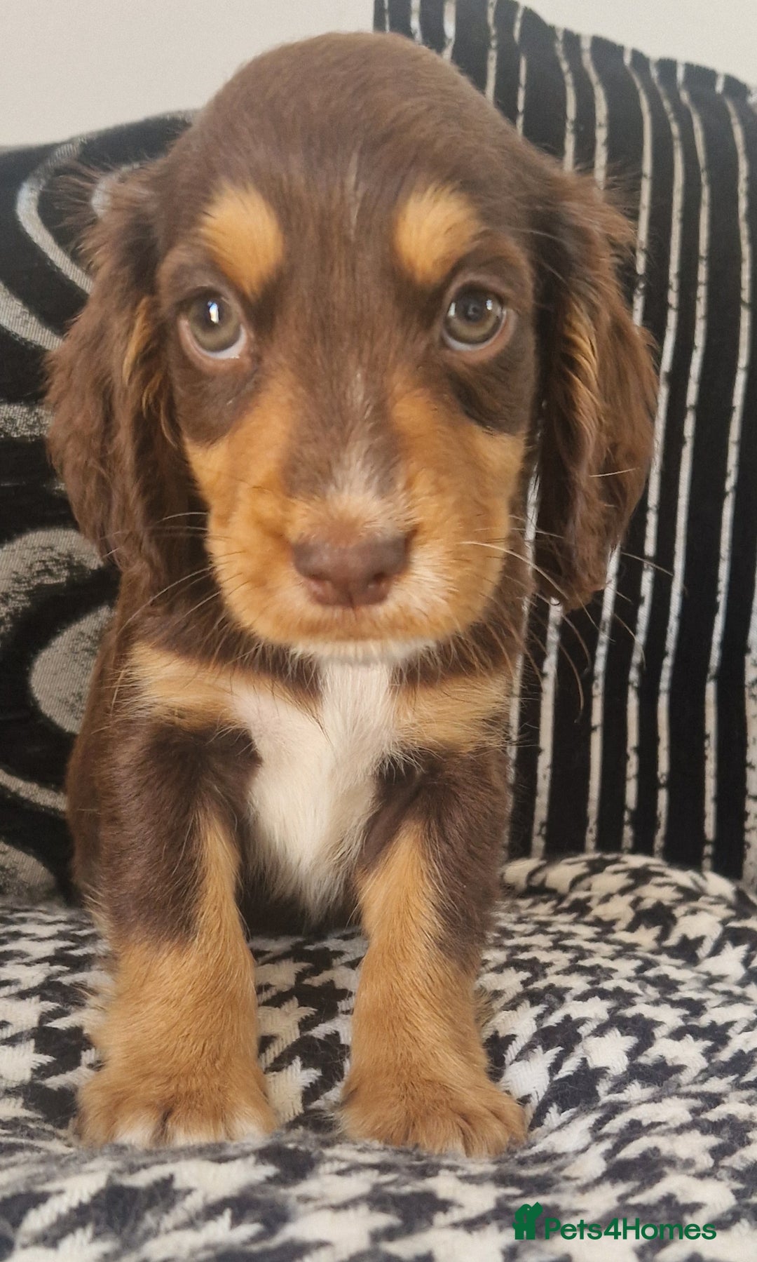 Cocker Spaniel dogs for sale: Cocker spaniels only 3 left  - Image 8