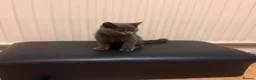 British Shorthair cats for sale: 2 Kittens male - Advert 6