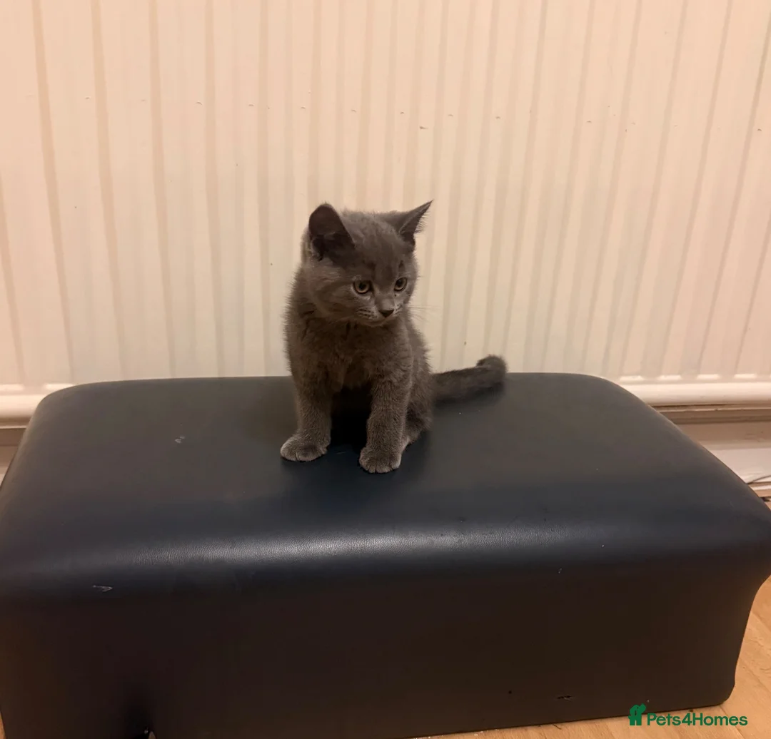 British Shorthair cats for sale: 2 Kittens male - Advert 6
