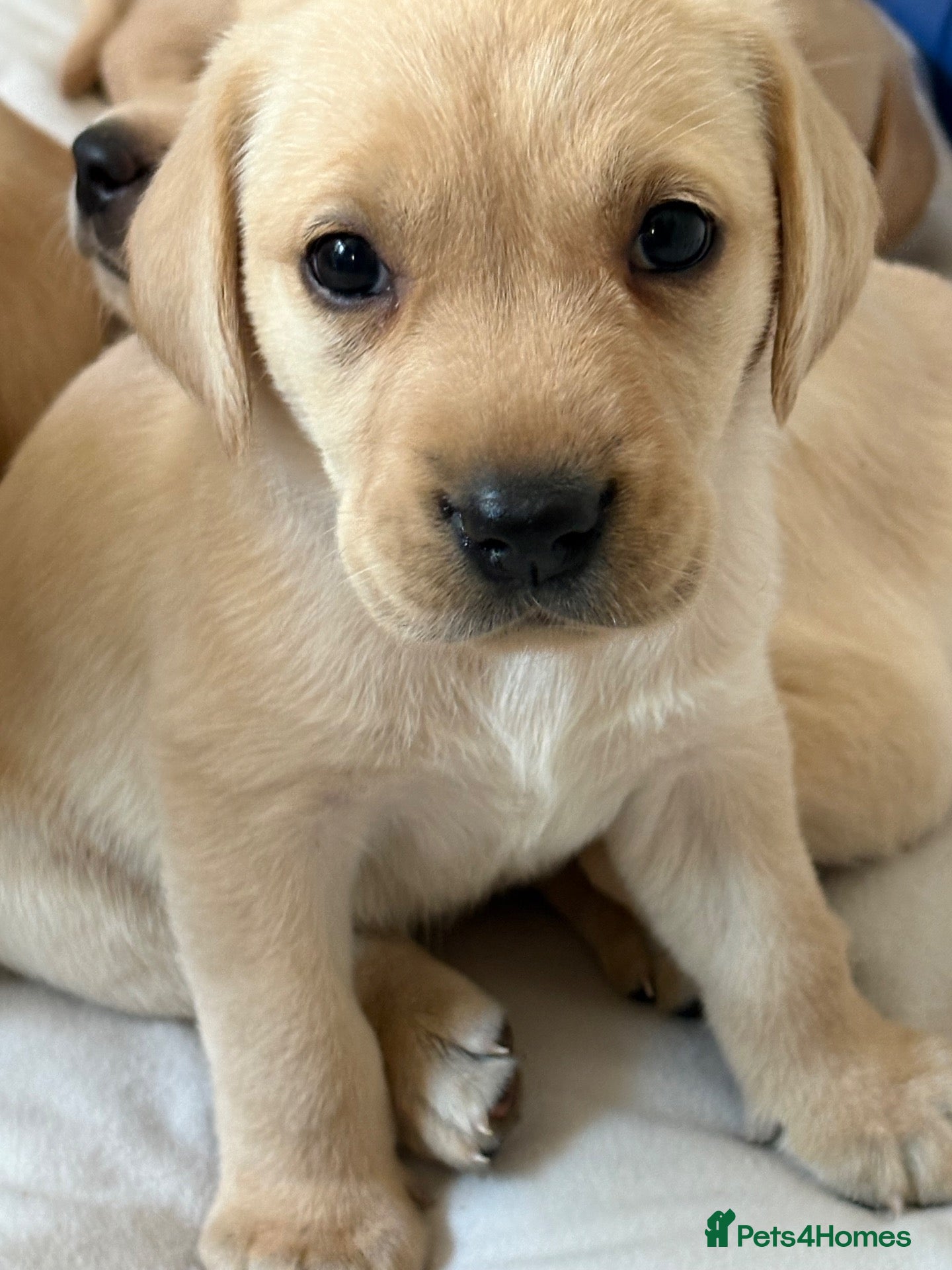 Labrador Retriever dogs 6 KC Registered Labrador Pups  - Advert 4