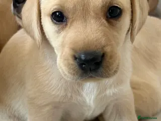 Labrador Retriever dogs 6 KC Registered Labrador Pups - Advert 4
