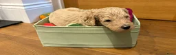 Goldendoodle dogs for sale: LAST THREE! Golden doodle pups from a loving home - Advert 27