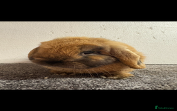 Mini Lop rabbits for sale: Mini Lop Sooty Fawn Boy - Image 6