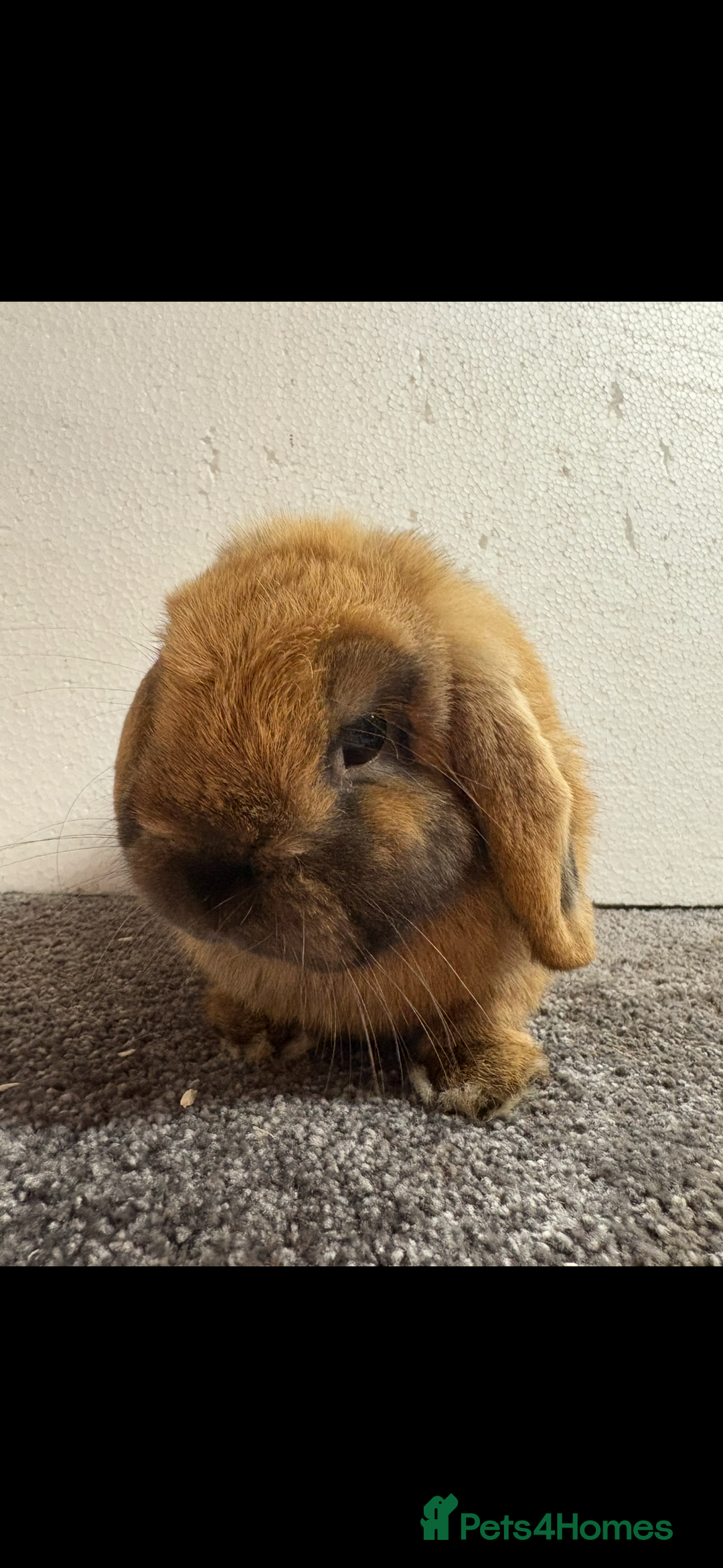 Mini Lop rabbits for sale: Mini Lop Sooty Fawn Boy - Image 6