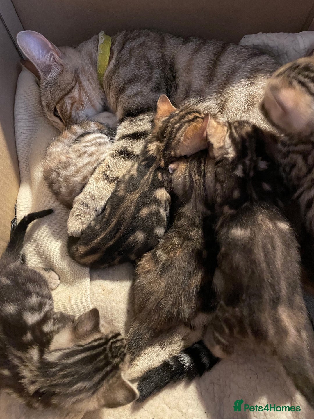 Bengal cats for sale: Cute and fluffy half Bengal kittens  - Image 37