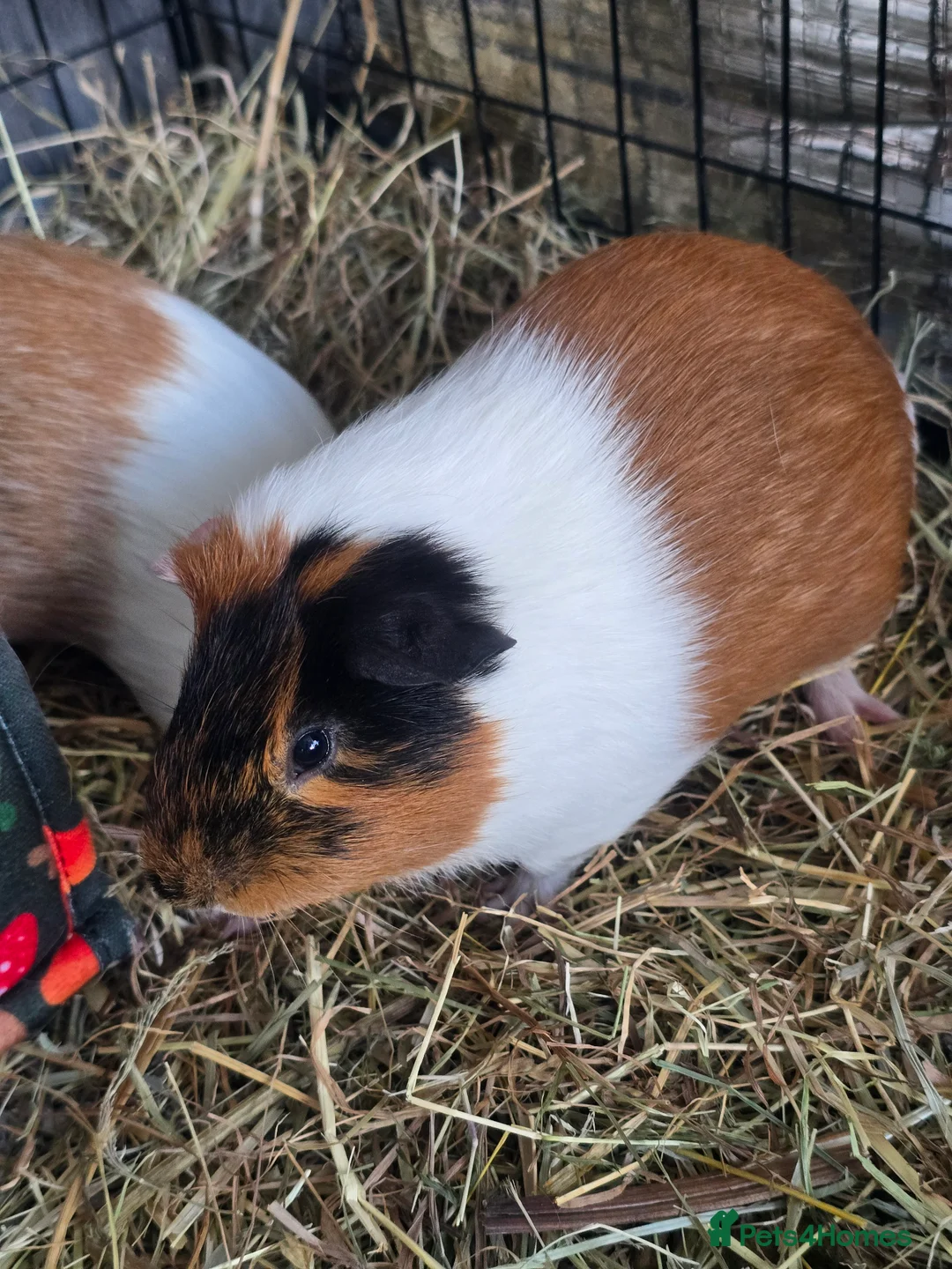 Guinea Pig rodents for sale: Bonded Male Guinea Pig Pair (Brothers) 11 weeks in Lincoln - Advert 2