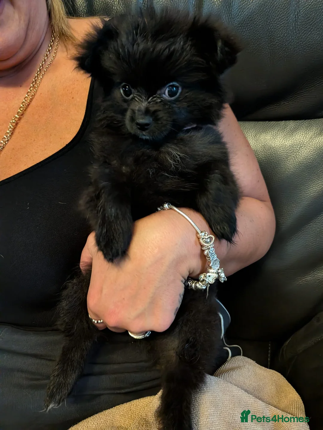 Pomchi dogs for sale: Beautiful Pomchi's–2 Left 🐾 Ready Now - Advert 1