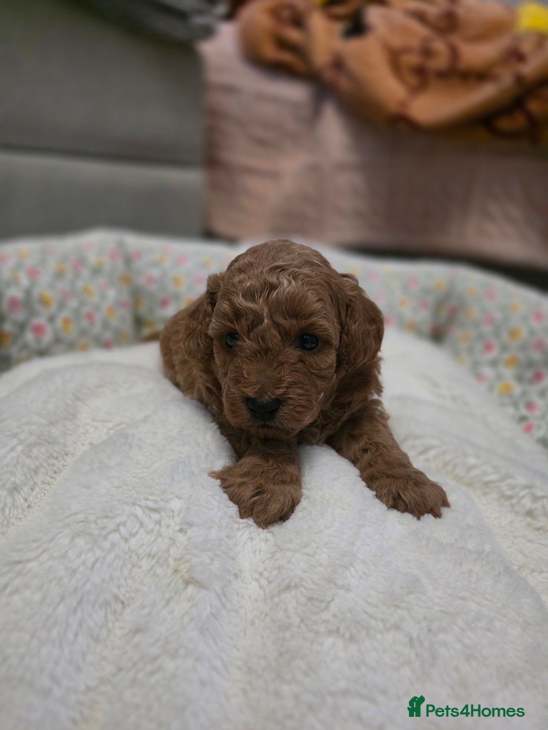 Toy Poodle dogs for sale: Toy poodle puppies  - Advert 4