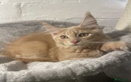 Maine Coon cats for sale: One Beautiful TICA Registered Maine Coon Boy Left! - Image 4