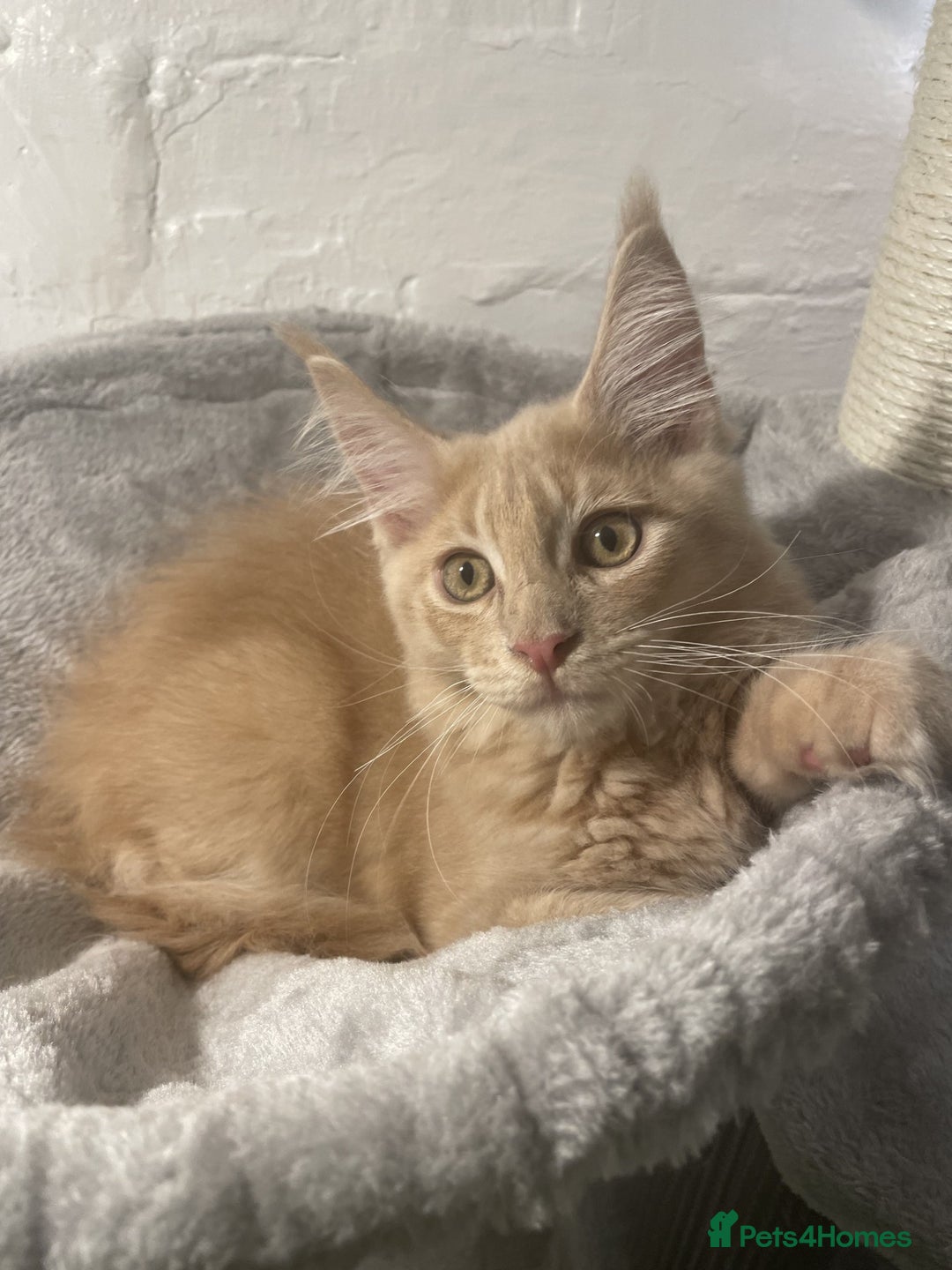 Maine Coon cats for sale: One Beautiful TICA Registered Maine Coon Boy Left! - Image 4