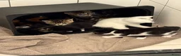 Mixed Breed cats for adoption: Beautiful kittens - Advert 23