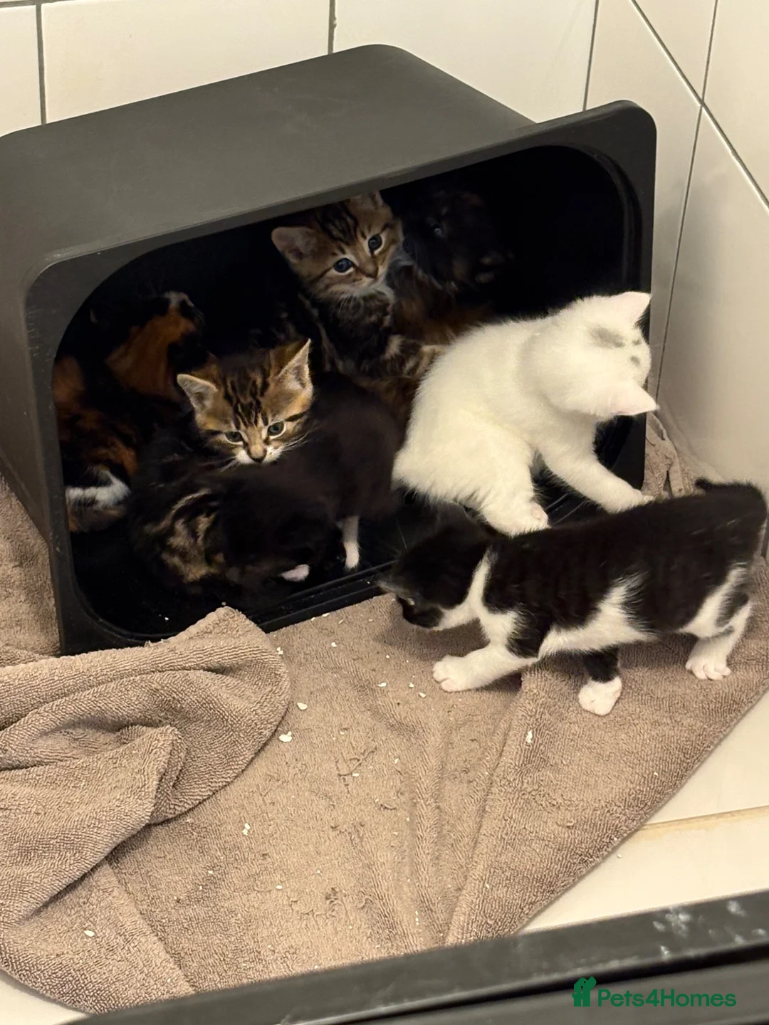 Mixed Breed cats for adoption: Beautiful kittens - Advert 23