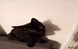 Domestic Shorthair cats for sale: Cute Black Kitten! - Image 2