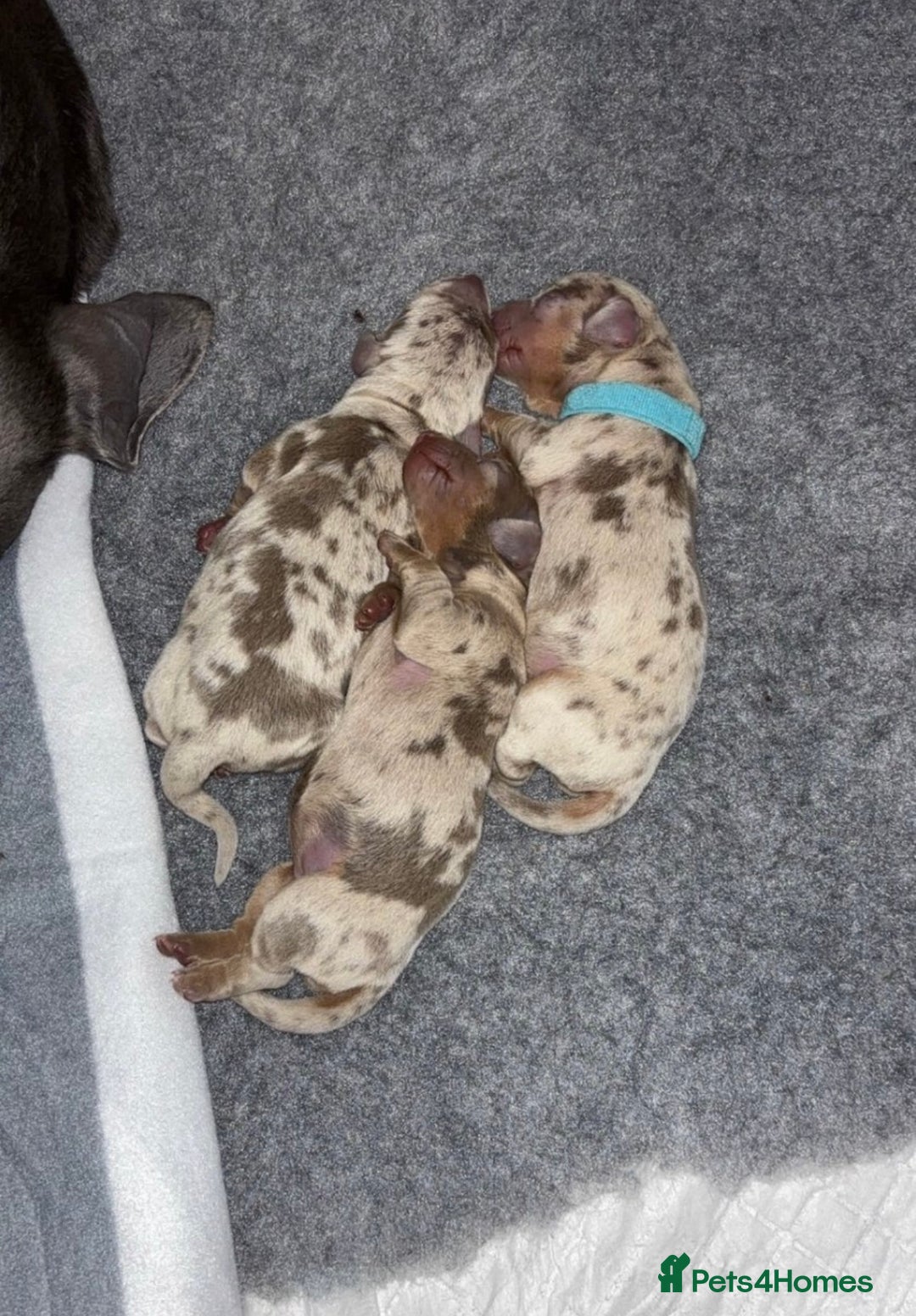 Dachshund dogs for sale: 5 month miniature dachshund puppy - Image 1