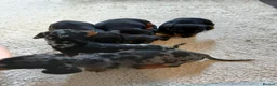 Dachshund dogs for sale: Dashound in Bolton - Advert 4