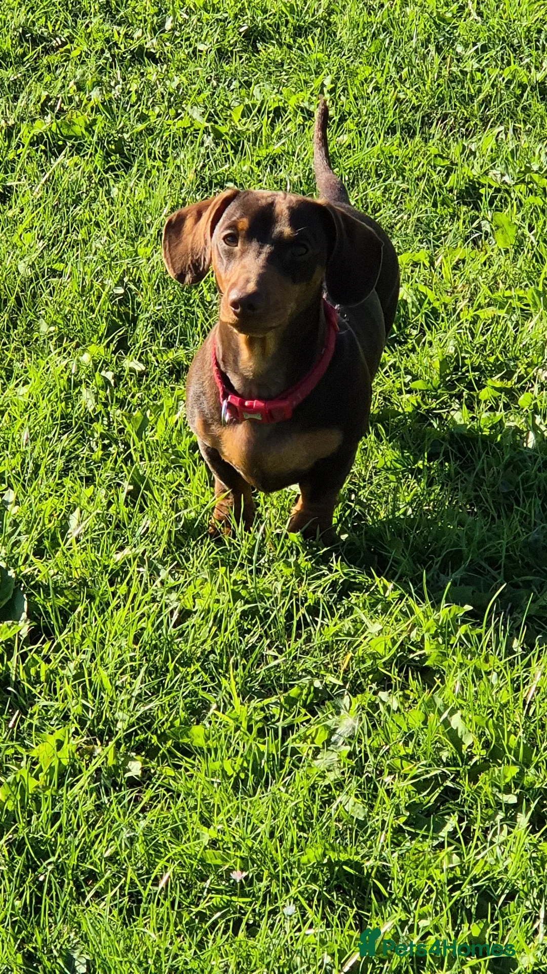 Miniature Dachshund dogs for stud: STUD available  - Advert 10