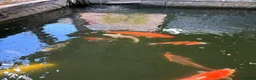 Koi Carp fish for sale: Large Koi Pond Closure in Leeds - Advert 4