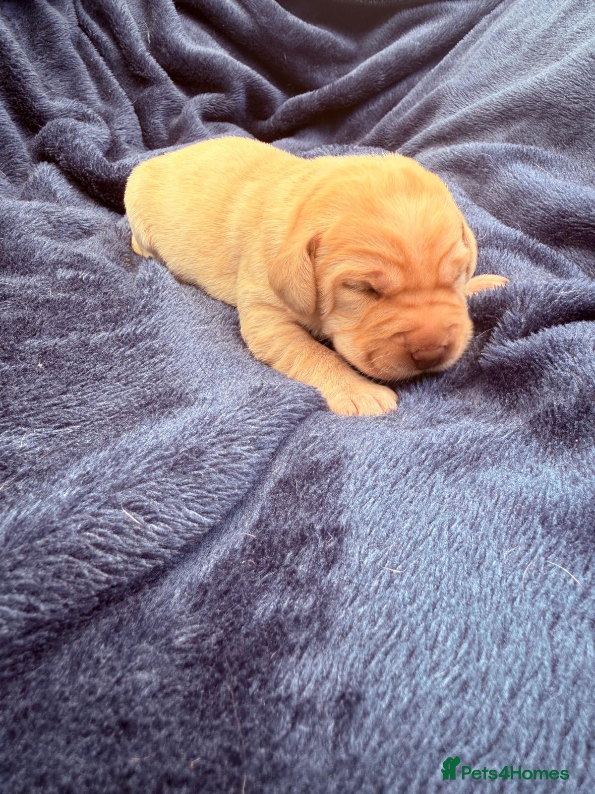 Labrador Retriever dogs for sale: Chocolate Labrador Puppies and One Yellow Girl - Advert 9