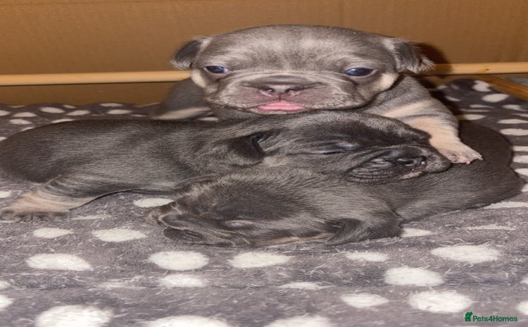 French Bulldog dogs ✨3 beautiful French bulldogs✨ - Advert 1