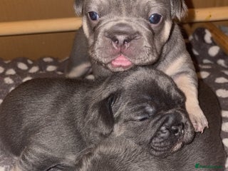 French Bulldog dogs ✨3 beautiful French bulldogs✨ - Advert 10